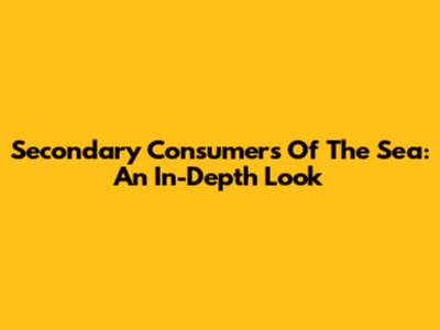 Secondary Consumers Of The Sea: An In-Depth Look